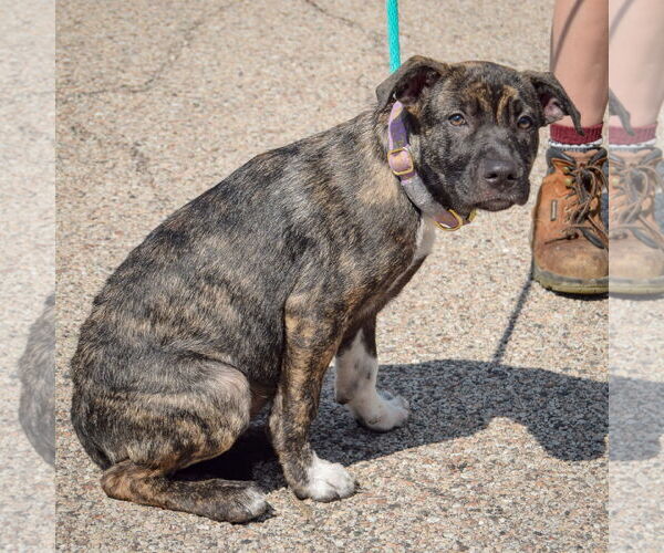 Medium Photo #5 Boxapoint Puppy For Sale in Huntley, IL, USA