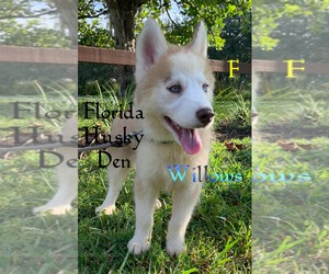 Siberian Husky Puppy for sale in NEW PORT RICHEY, FL, USA