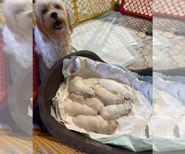 Medium Photo #5 Lhatese Puppy For Sale in Rockville, MD, USA