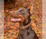 Small Photo #74 Doberman Pinscher Puppy For Sale in FORT LAUDERDALE, FL, USA