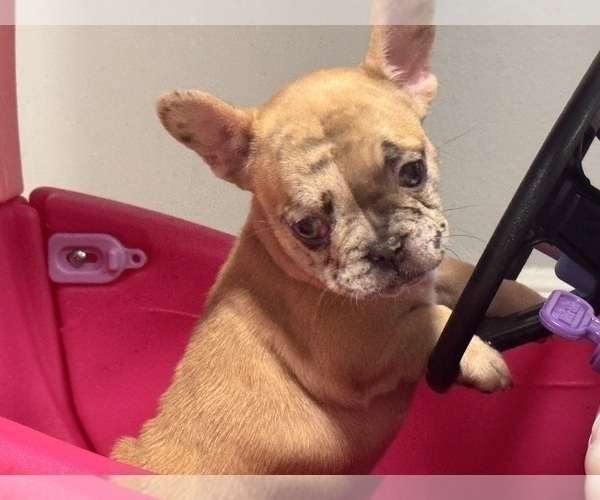 Medium Photo #6 French Bulldog Puppy For Sale in RANCHO CUCAMONGA, CA, USA