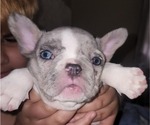 Small Photo #3 French Bulldog Puppy For Sale in EXETER, CA, USA