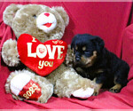 Small Photo #3 Rottweiler Puppy For Sale in HEMINGWAY, SC, USA