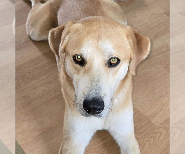 Medium Photo #16 Mutt Puppy For Sale in Canton, CT, USA