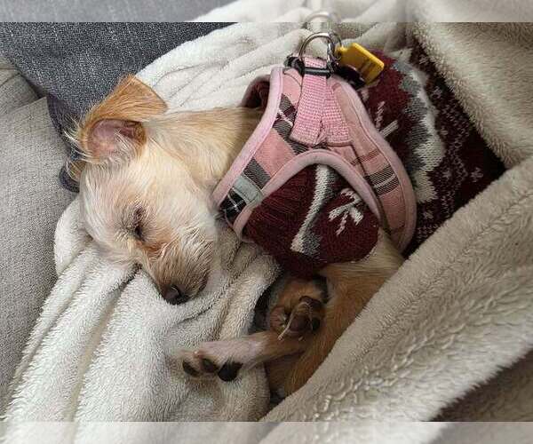 Medium Photo #3 Maltese-Unknown Mix Puppy For Sale in Andover, MN, USA