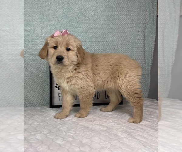 Medium Photo #1 Golden Retriever Puppy For Sale in FRANKLIN, IN, USA