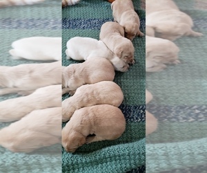 Labrador Retriever Litter for sale in OLYMPIA, WA, USA