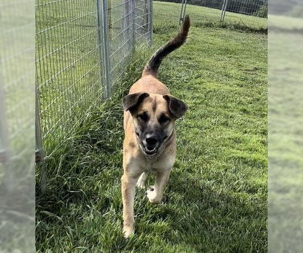 Medium Photo #7 German Shepherd Dog-Unknown Mix Puppy For Sale in Sistersville, WV, USA