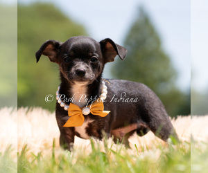 Medium Chihuahua