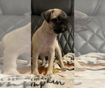 Small #10 Pug
