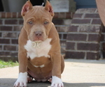 Puppy Lime Green American Bully