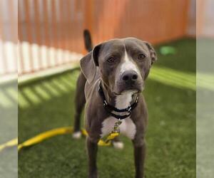 Mutt Dogs for adoption in Las Vegas, NV, USA