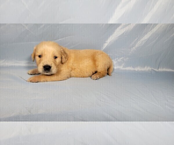 Medium Photo #2 Golden Retriever Puppy For Sale in FALCON, CO, USA