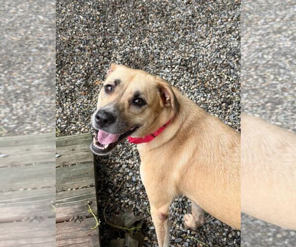 Medium Photo #5 Mutt Puppy For Sale in Elmsford, NY, USA