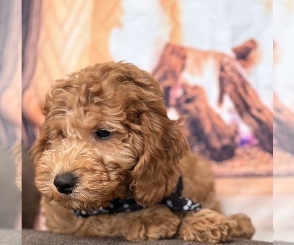 Medium Photo #9 Goldendoodle (Miniature) Puppy For Sale in SAINT MARYS, KS, USA