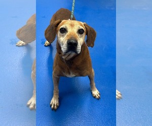 Mutt Dogs for adoption in Woodbury, NY, USA
