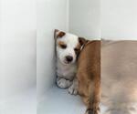 Small Labrador Retriever Mix
