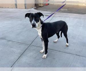 Great Dane-Unknown Mix Dogs for adoption in Corona, CA, USA
