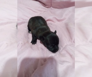 Chihuahua Puppy for sale in SHALLOTTE, NC, USA