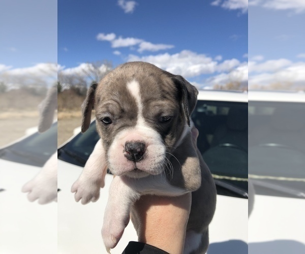 Medium Photo #5 Alapaha Blue Blood Bulldog Puppy For Sale in HARDIN, MT, USA