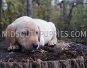 Labrador Retriever Puppy for sale in Somerville, TN, USA