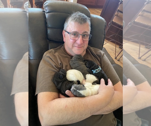 Medium Photo #14 Chinese Shar-Pei Puppy For Sale in NEW RICHMOND, WI, USA
