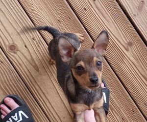 Chihuahua Puppy for Sale in LANCASTER, South Carolina USA
