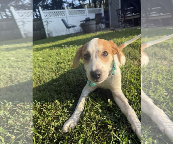 Medium Photo #4 Mutt Puppy For Sale in Cliffwood, NJ, USA