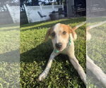 Small #3 Mutt