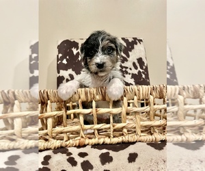 Aussiedoodle Puppy for sale in AMBROSE, GA, USA
