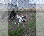 Small Photo #1 American Bully Puppy For Sale in LA VERNIA, TX, USA