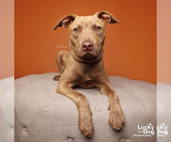 Medium Photo #17 Labrador Retriever-Unknown Mix Puppy For Sale in Washington, DC, USA