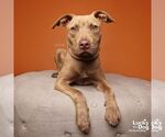 Small #16 Labrador Retriever Mix
