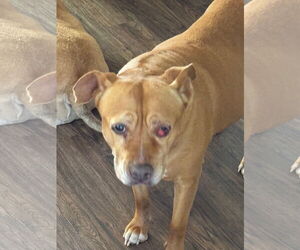 American Pit Bull Terrier-Unknown Mix Dogs for adoption in Chandler, AZ, USA