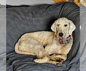 Goldendoodle Dogs for adoption in Farmington, MN, USA