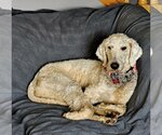Small Photo #1 Goldendoodle Puppy For Sale in Farmington, MN, USA