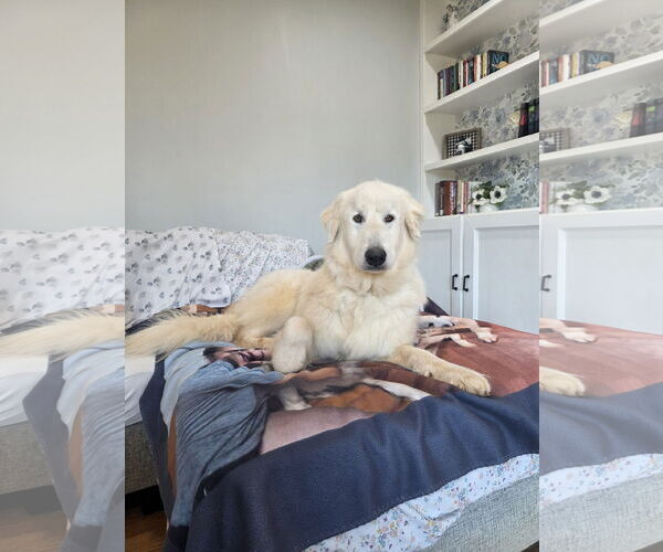 Medium Photo #3 Great Pyrenees-Unknown Mix Puppy For Sale in Thomasville, NC, USA