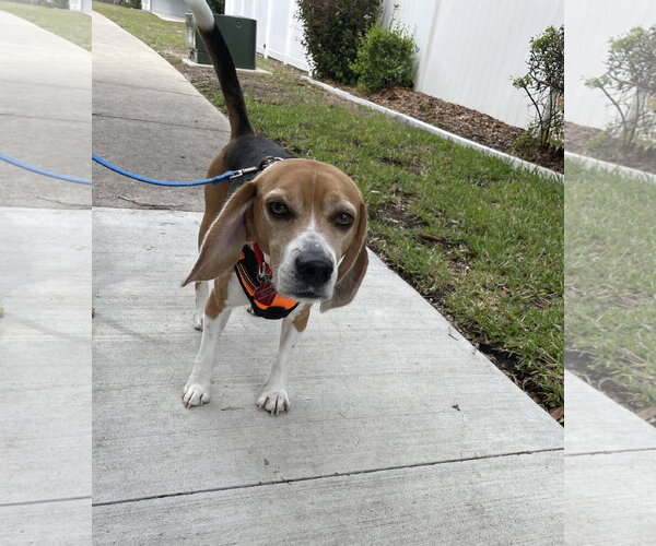 Medium Photo #2 Beagle Puppy For Sale in Tampa, FL, USA