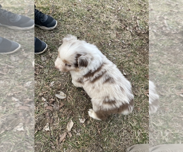 Medium Photo #4 Australian Shepherd Puppy For Sale in TOLEDO, IL, USA