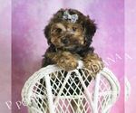 Small #5 Yorkipoo
