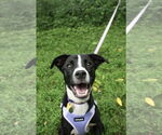 Small #1 American Pit Bull Terrier Mix