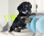 Puppy Henne YorkiePoo