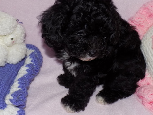 Poodle (Toy) Puppy for sale in REEDS SPRING, MO, USA