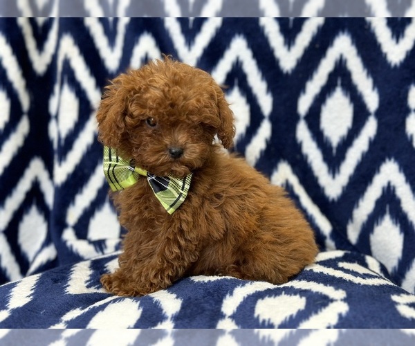 Medium Photo #10 Cavapoo Puppy For Sale in LAKELAND, FL, USA