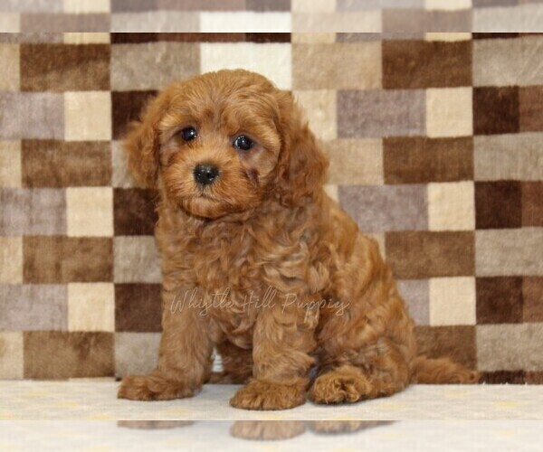 Medium Photo #4 Cavapoo (Miniature) Puppy For Sale in DENVER, PA, USA