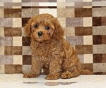 Small #3 Cavapoo (Miniature)