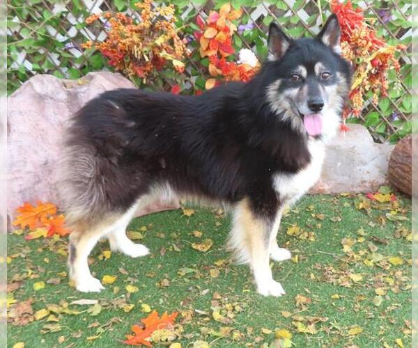 Medium Photo #1 Australian Shepherd-Unknown Mix Puppy For Sale in Oklahoma City, OK, USA