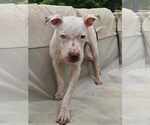 Small #2 American Pit Bull Terrier Mix