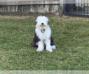 Old English Sheepdog Puppy for sale in HOUSTON, TX, USA