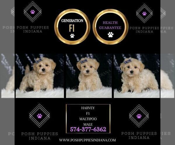 Medium Photo #2 Maltipoo Puppy For Sale in WARSAW, IN, USA